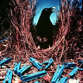 satin bowerbird