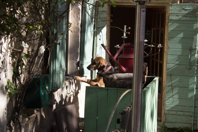 Dog ordering at cafe's kitchen window