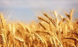 wheat